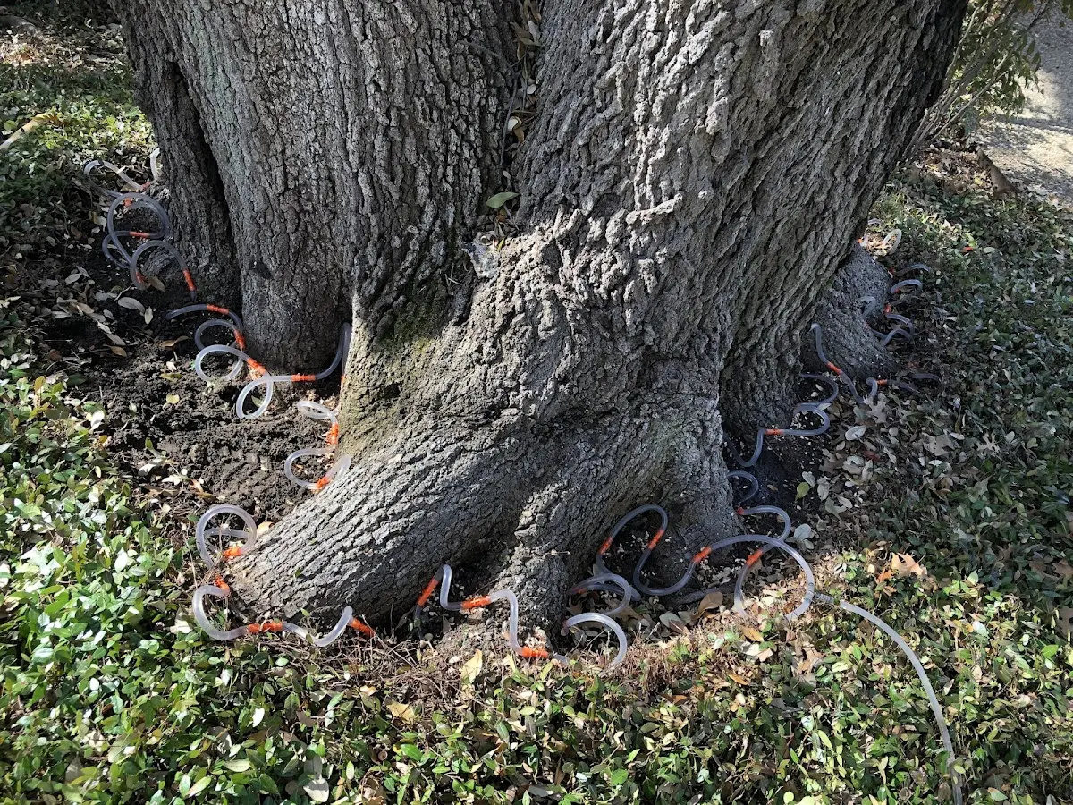 Detailed Tree Cabling and Bracing job site in Watchung